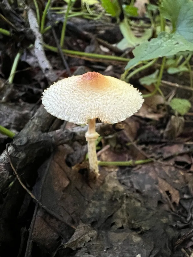Dokumentasi Lepiota maculans — Fotografi