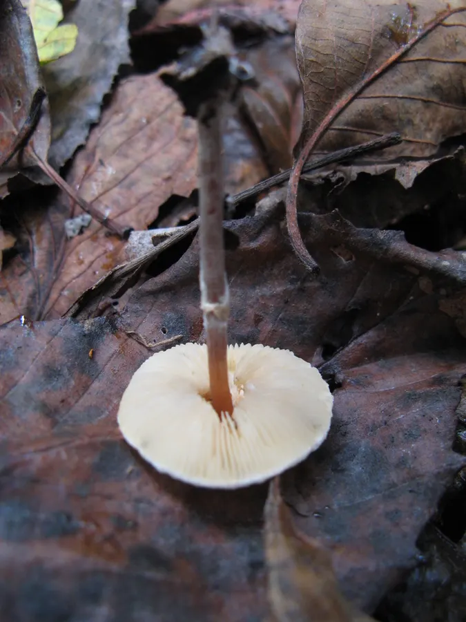 Dokumentasi Lepiota cristata — Fotografi