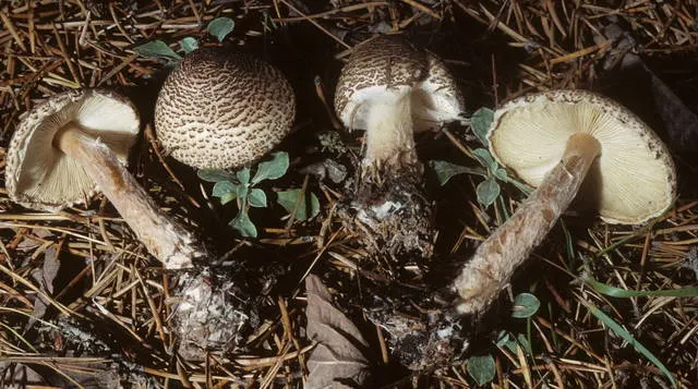 Dokumentasi Lepiota cortinarius — Fotografi