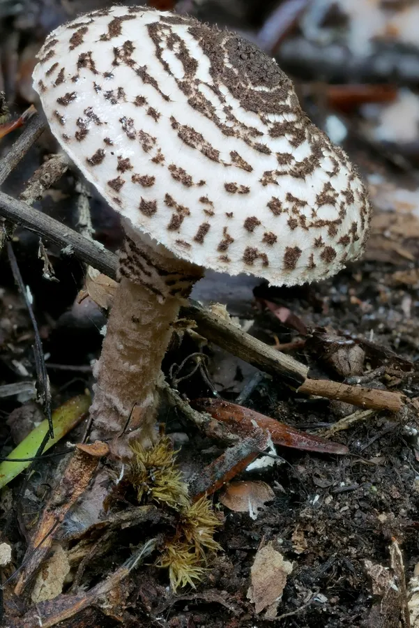 Dokumentasi Lepiota felina — Fotografi