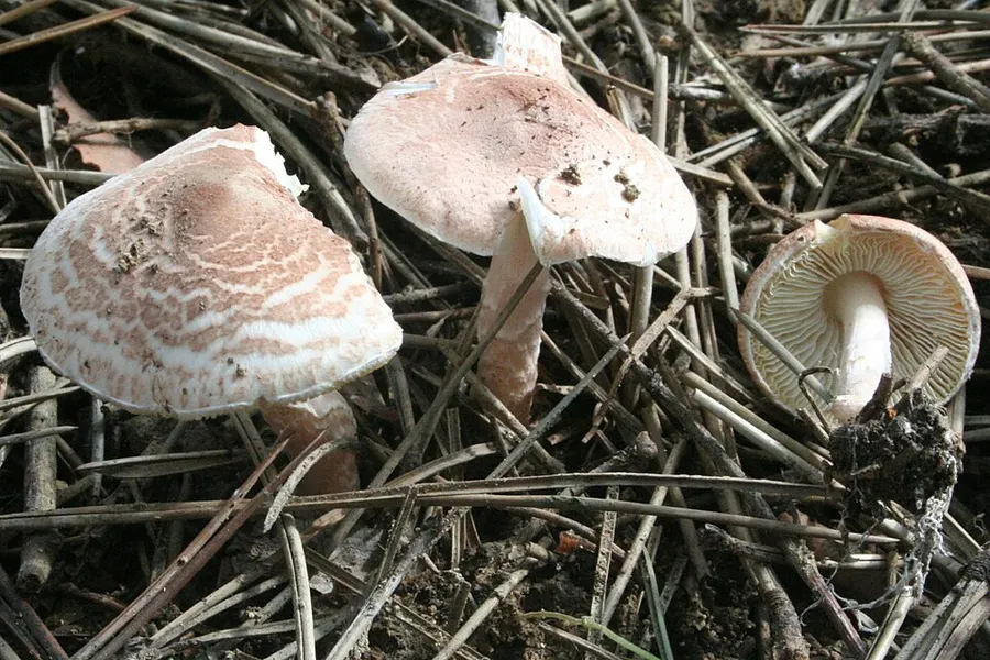 Dokumentasi Lepiota brunneoincarnata — Fotografi
