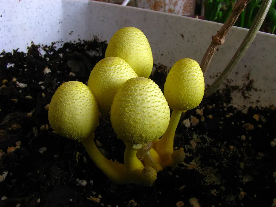Dokumentasi Leucocoprinus birnbaumii — Fotografi
