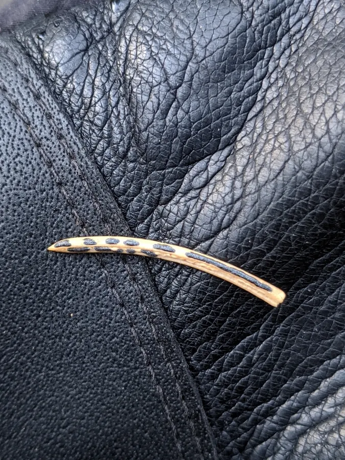 Dokumentasi Lirula macrospora — Fotografi