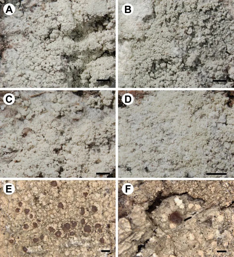 Dokumentasi Loxospora elatina — Pelat ilmiah
