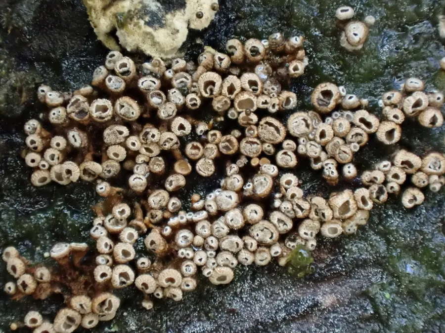 Dokumentasi Merismodes anomala — Fotografi
