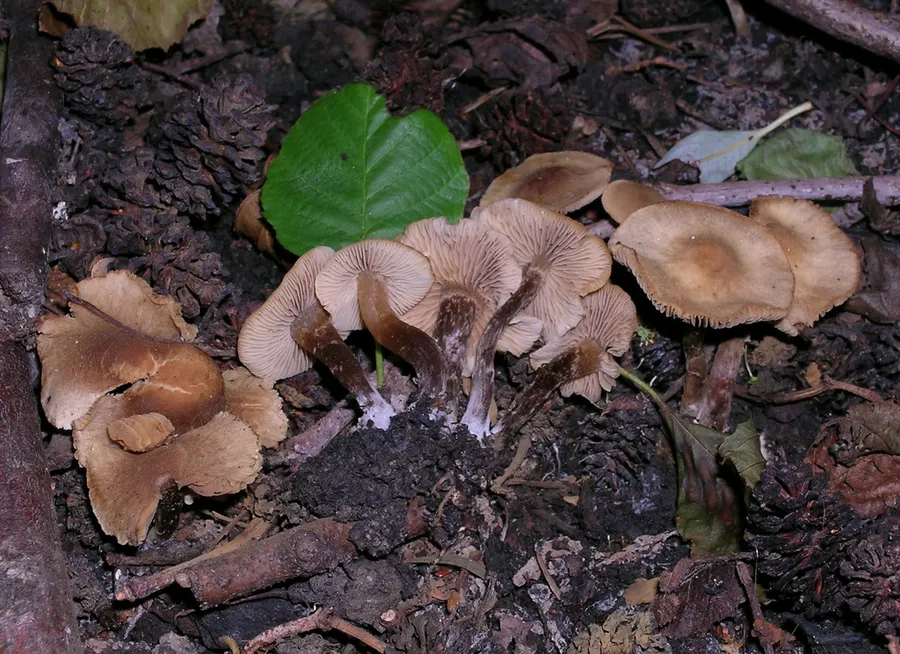 Dokumentasi Naucoria escharioides — Fotografi