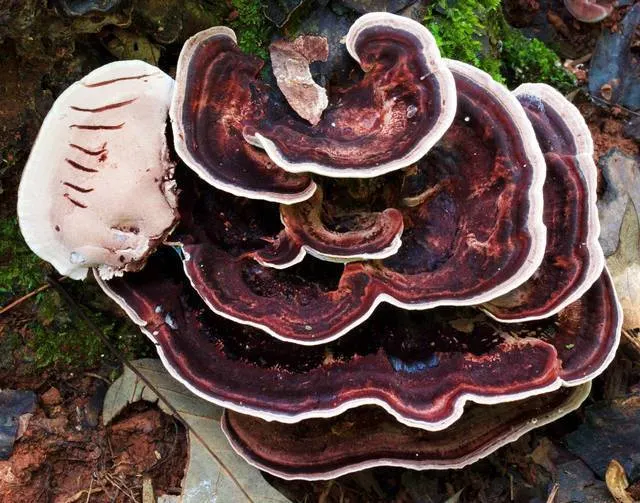 Dokumentasi Nigroporus vinosus — Fotografi