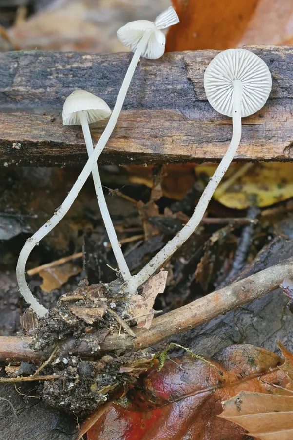 Dokumentasi Mycena vitilis — Fotografi