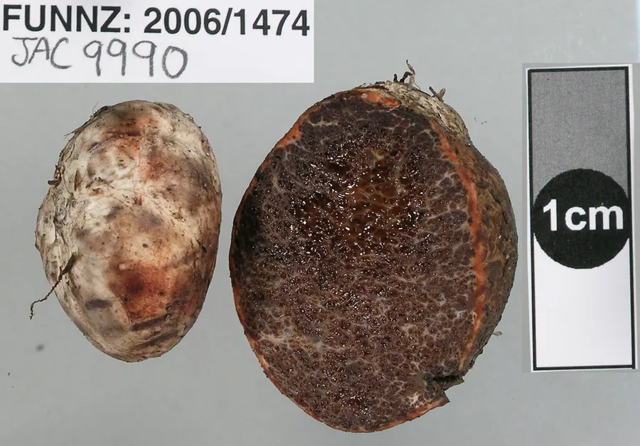 Dokumentasi Octaviania tasmanica — Fotografi
