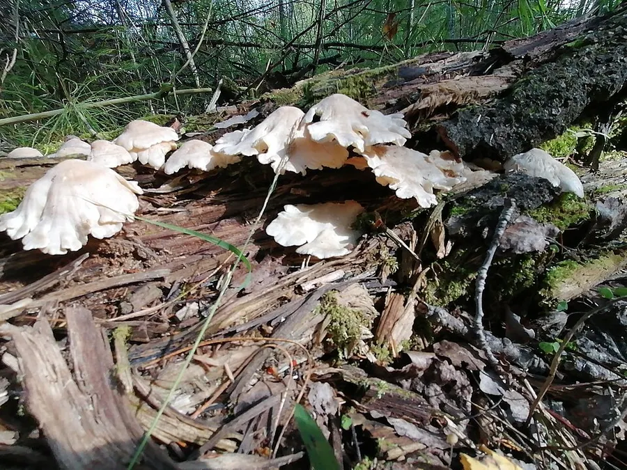 Dokumentasi Ossicaulis lignatilis — Fotografi