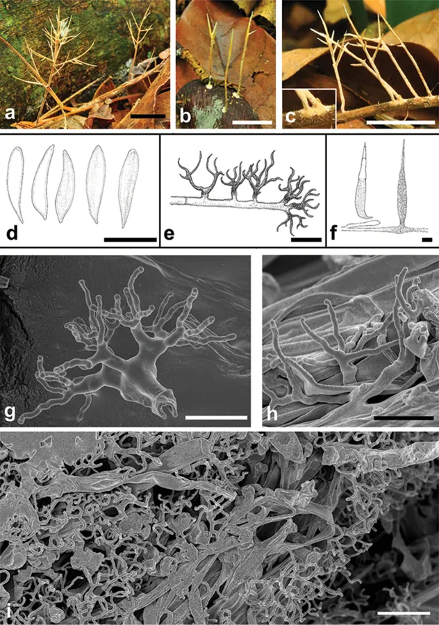 Dokumentasi Parapterulicium subarbusculum — Pelat ilmiah