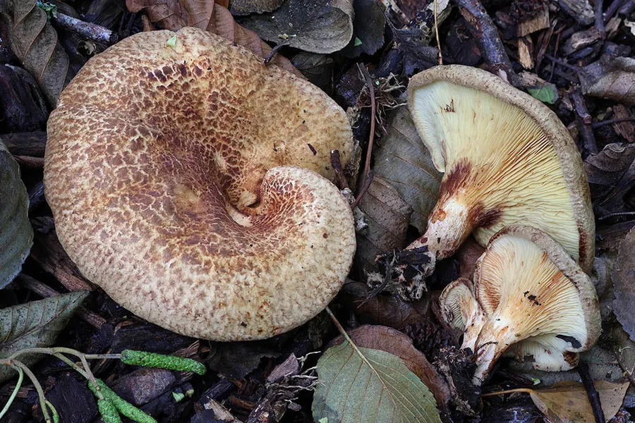 Dokumentasi Paxillus rubicundulus — Fotografi