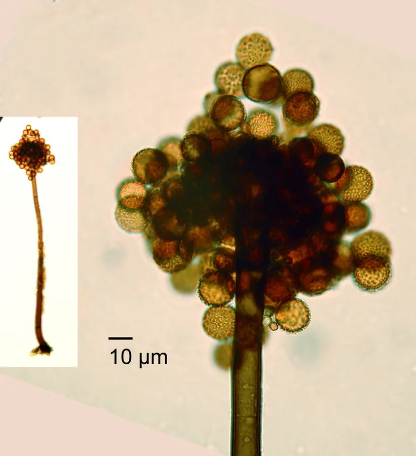 Dokumentasi Periconia byssoides — Fotografi