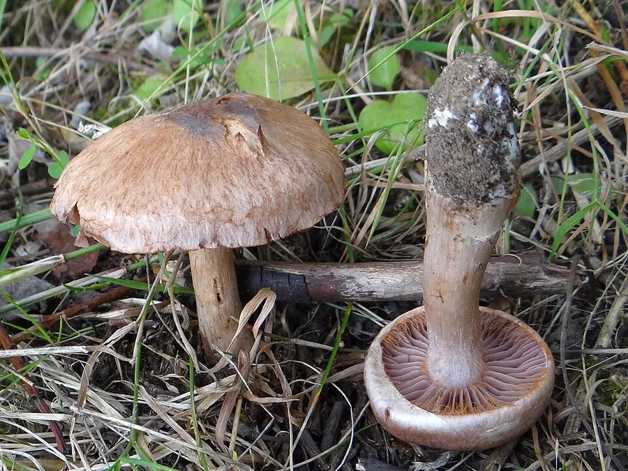 Dokumentasi Phlegmacium glaucopus — Fotografi