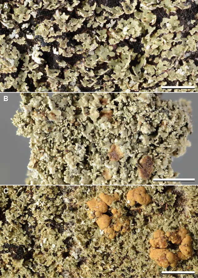 Dokumentasi Phyllopsora pseudocorallina — Pelat ilmiah