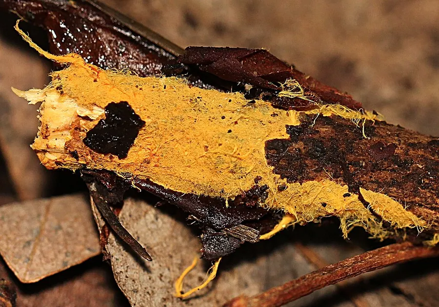 Dokumentasi Piloderma bicolor — Fotografi