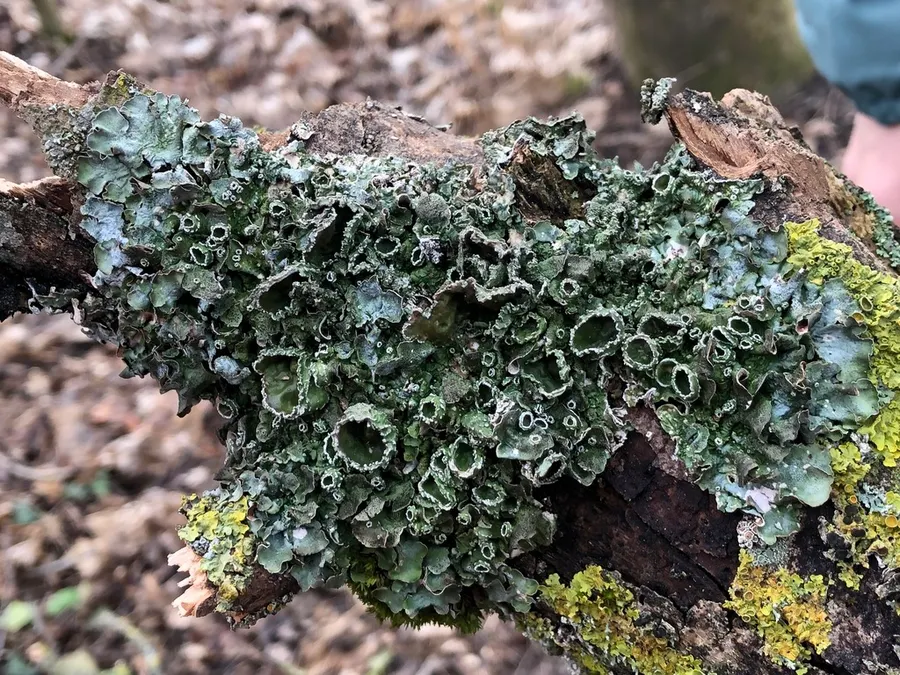 Dokumentasi Pleurosticta acetabulum — Fotografi