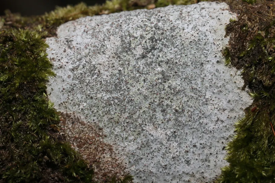Dokumentasi Porpidia tuberculosa — Fotografi