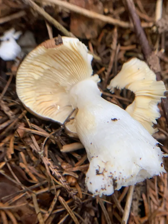 Dokumentasi Russula nauseosa — Fotografi