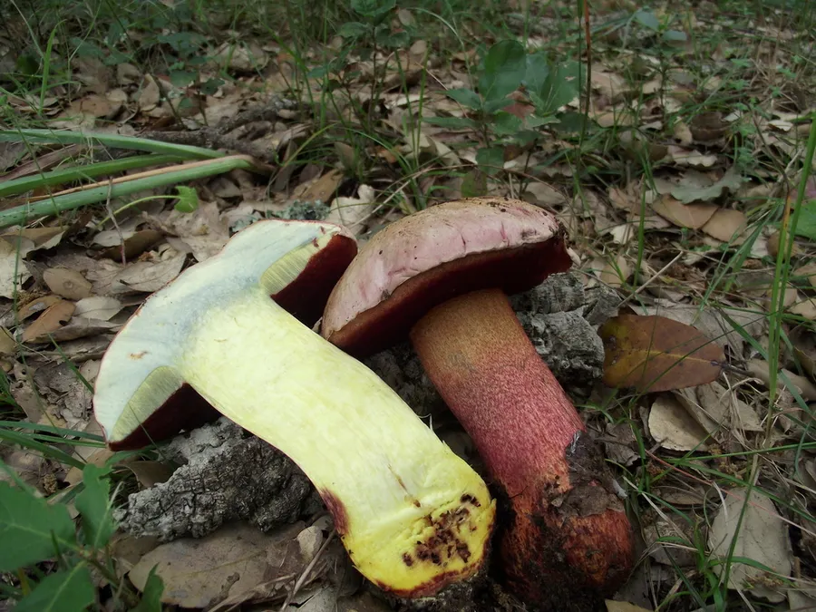 Dokumentasi Rubroboletus rhodoxanthus — Fotografi