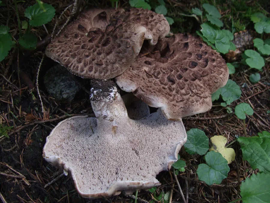 Dokumentasi Sarcodon imbricatus — Fotografi