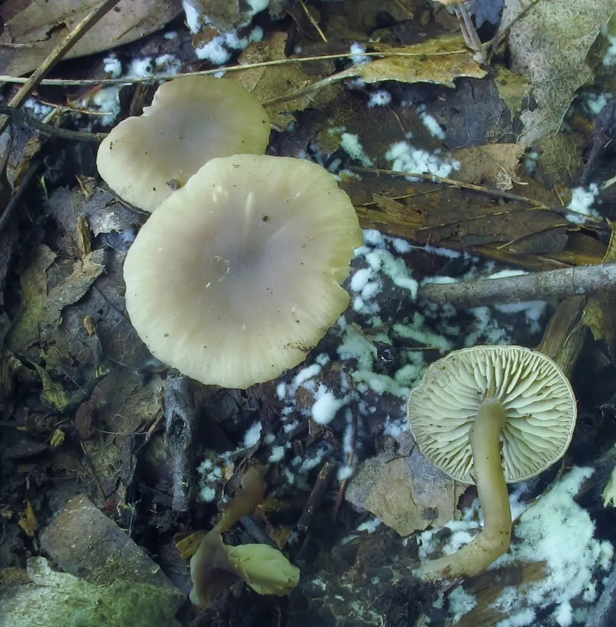 Dokumentasi Simocybe centunculus — Fotografi