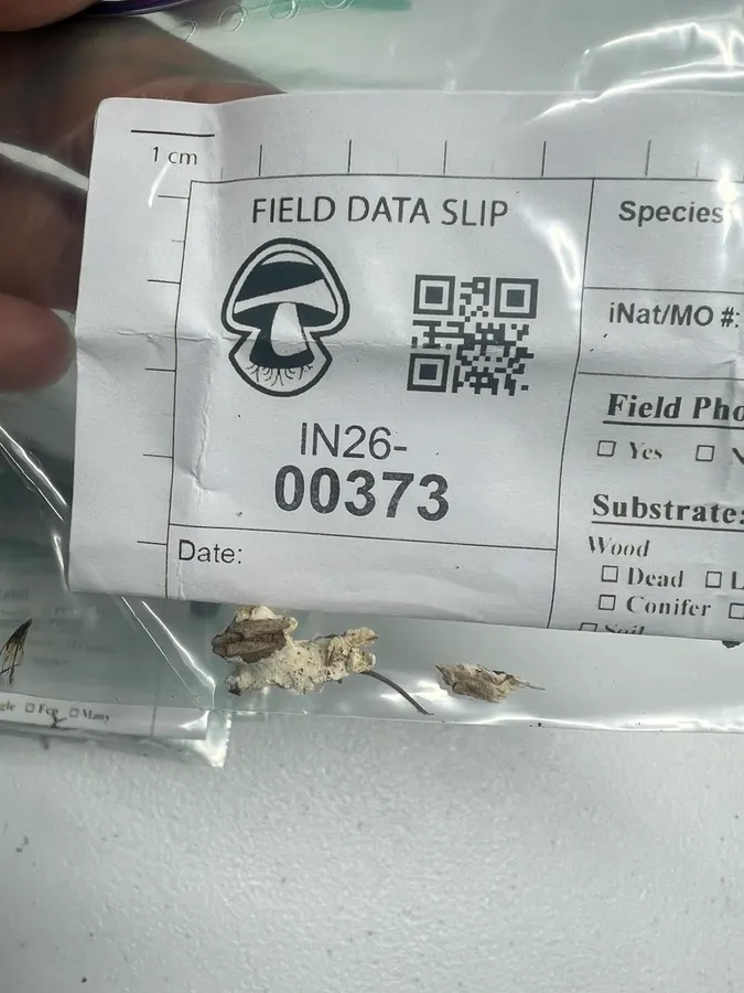 Dokumentasi Skeletocutis semipileata — Fotografi