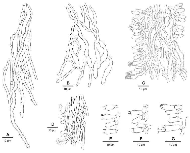 Dokumentasi Skeletocutis lepida — Pelat ilmiah