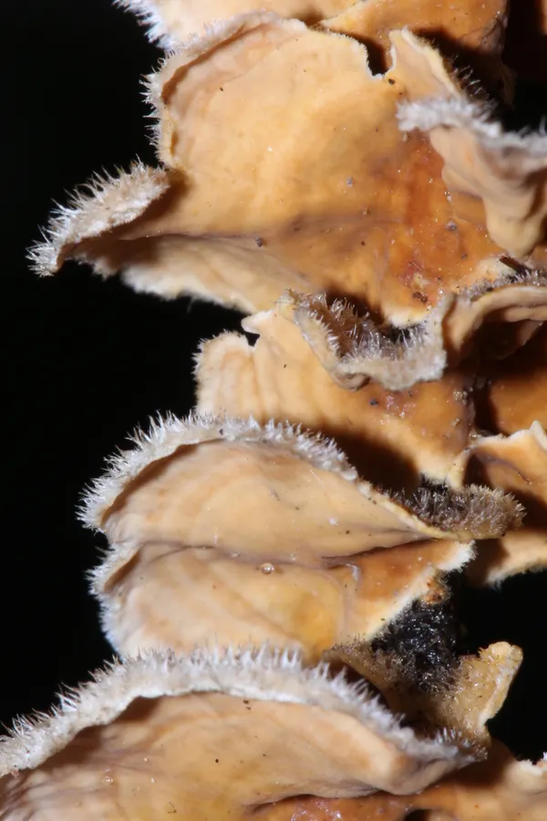 Dokumentasi Stereum ochraceoflavum — Fotografi