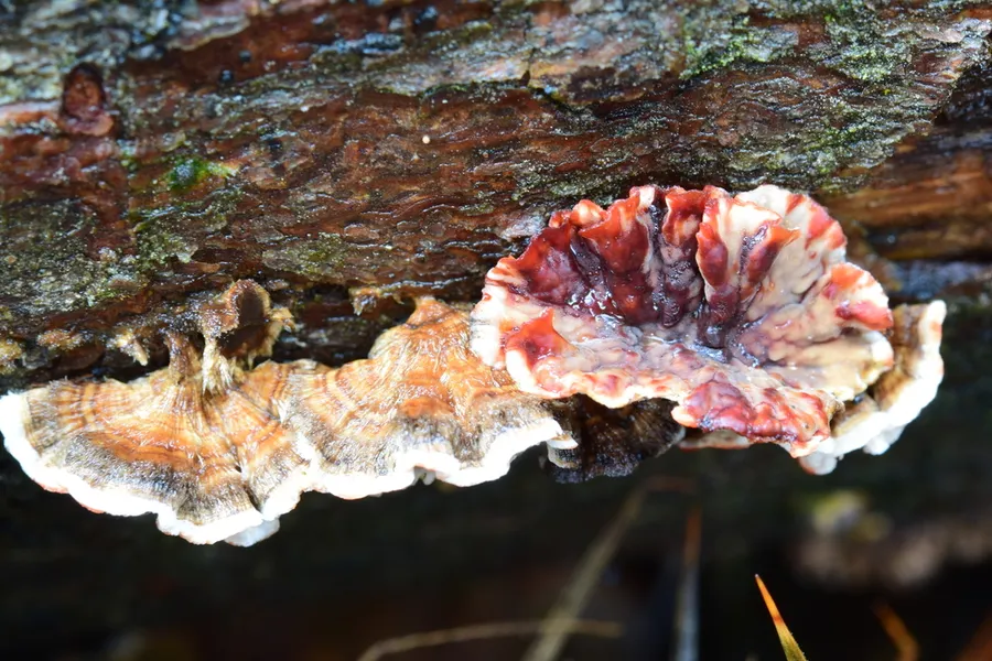 Dokumentasi Stereum sanguinolentum — Fotografi