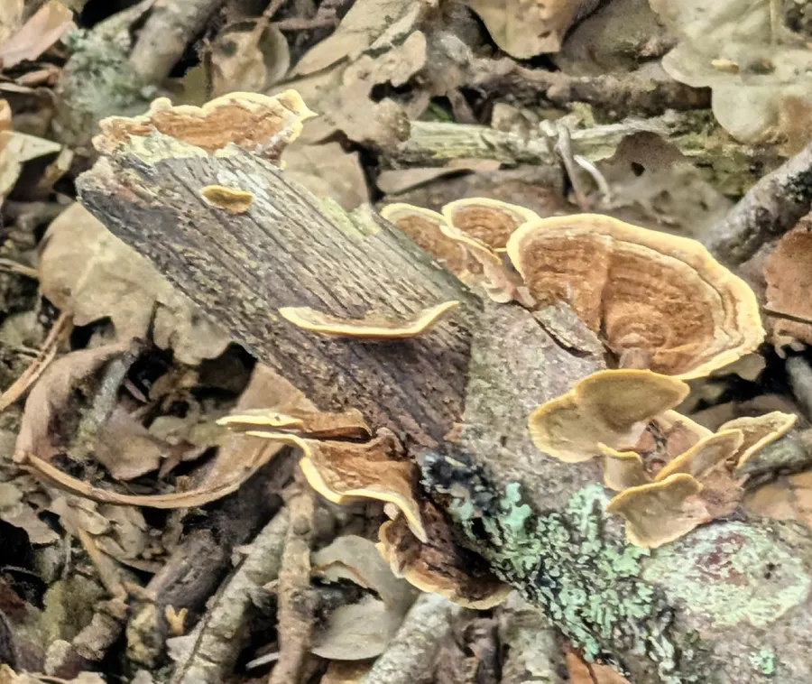 Dokumentasi Stereum subtomentosum — Fotografi