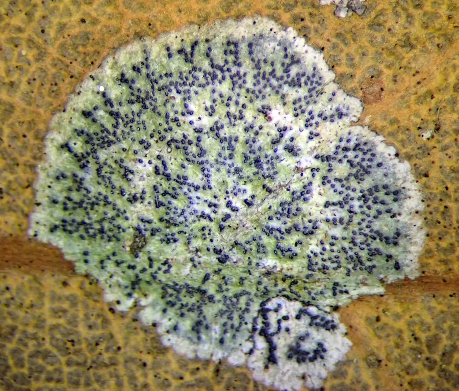 Dokumentasi Strigula novae-zelandiae — Fotografi
