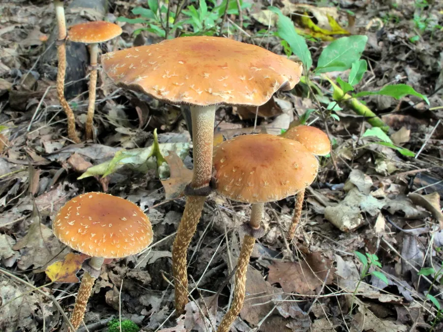 Dokumentasi Leratiomyces squamosus — Fotografi