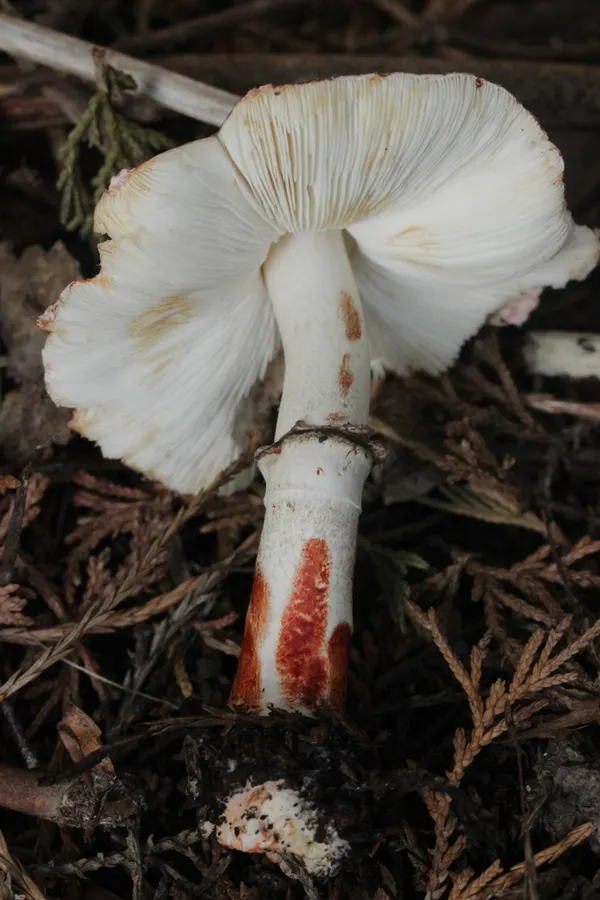 Dokumentasi Leucocoprinus badhamii — Fotografi