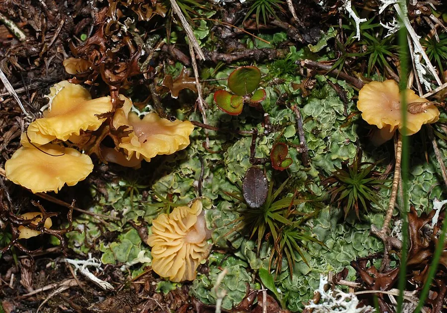 Dokumentasi Lichenomphalia hudsoniana — Fotografi