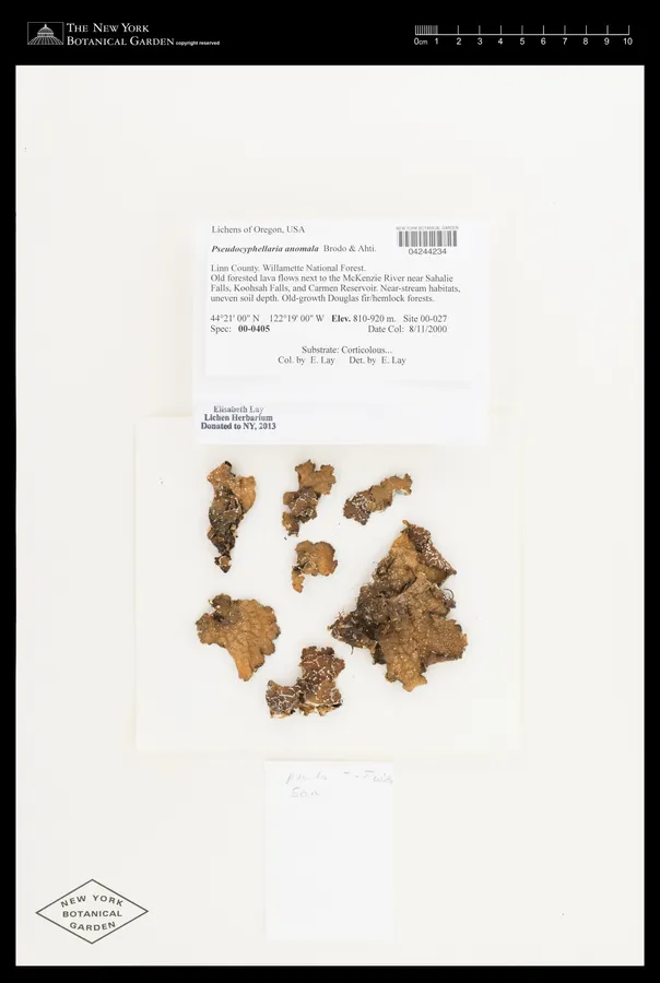 Dokumentasi Pseudocyphellaria anomala — Voucher herbarium