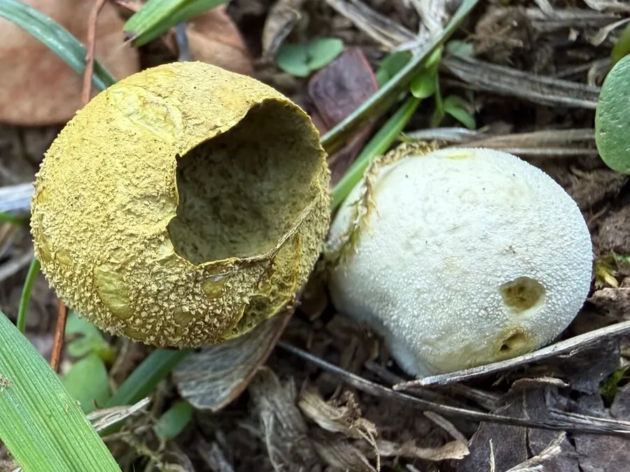 Dokumentasi Lycoperdon dermoxanthum — Fotografi