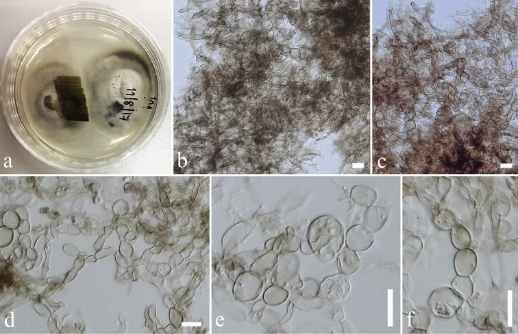 Dokumentasi Mycoleptodiscus endophyticus — Pelat ilmiah