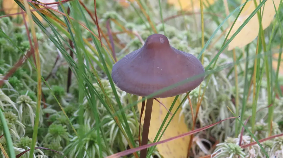 Dokumentasi Mycena megaspora — Fotografi