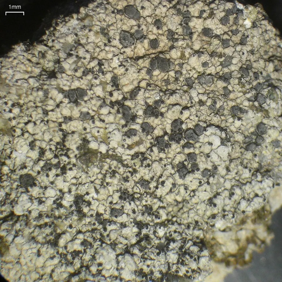 Dokumentasi Muellerella pygmaea — Fotografi