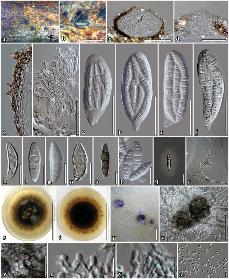 Dokumentasi Neoaquastroma bauhiniae — Pelat ilmiah