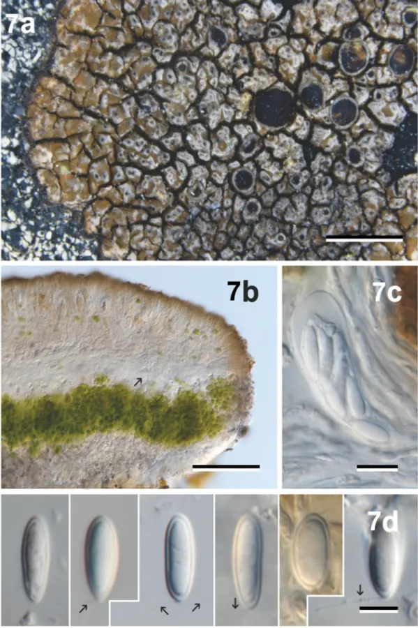 Dokumentasi Neoprotoparmelia capensis — Pelat ilmiah