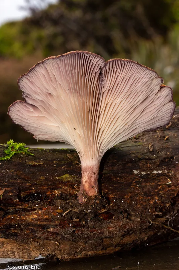 Dokumentasi Panus purpuratus — Fotografi