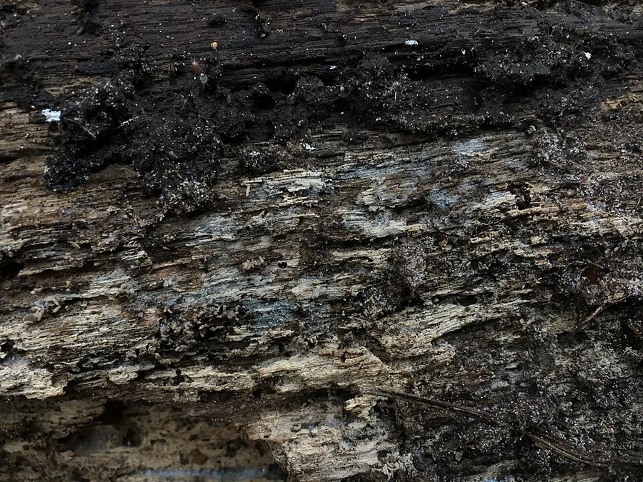 Dokumentasi Paullicorticium pearsonii — Fotografi