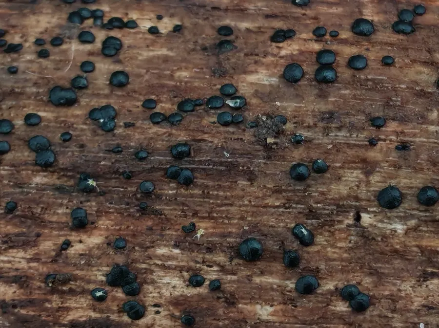 Dokumentasi Patellaria atrata — Fotografi