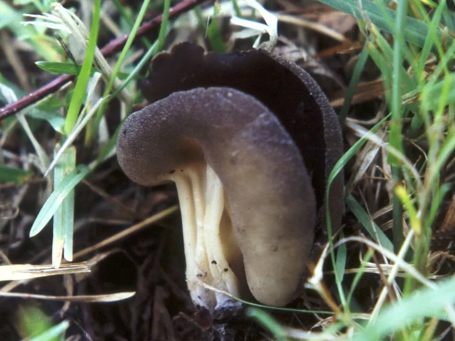 Dokumentasi Helvella queletii — Fotografi