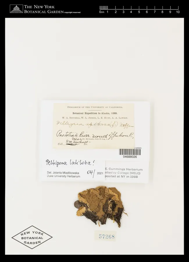 Dokumentasi Peltigera latiloba — Voucher herbarium