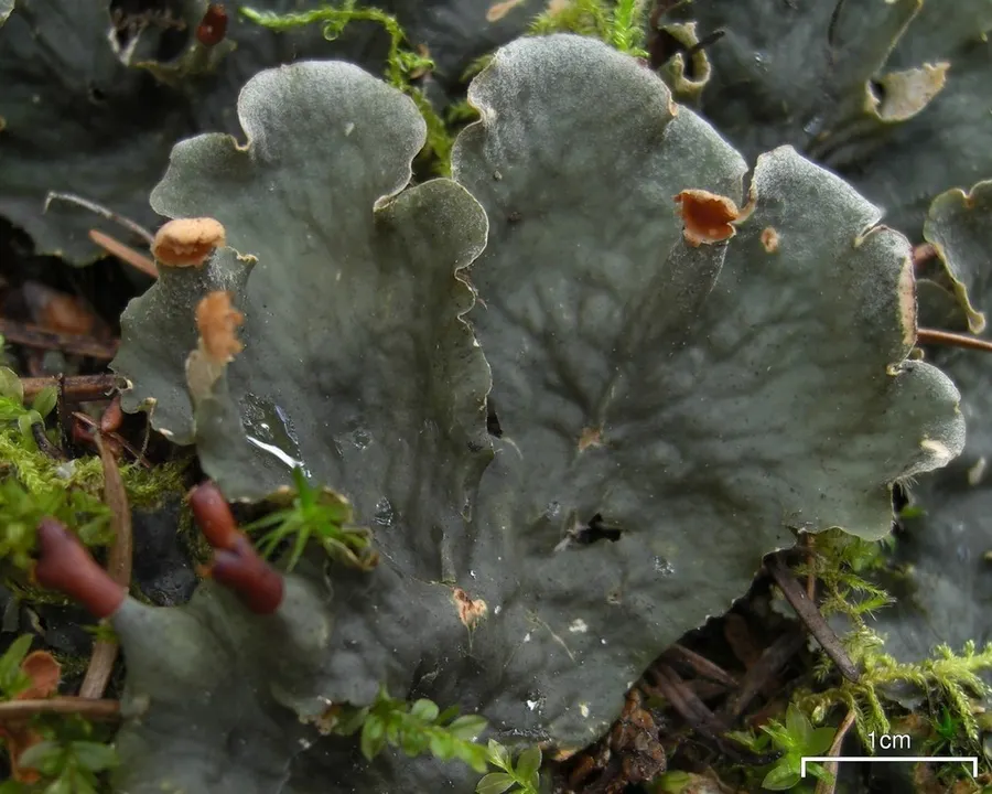 Dokumentasi Peltigera membranacea — Fotografi