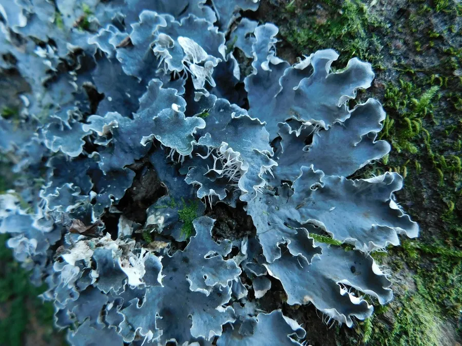 Dokumentasi Peltigera praetextata — Fotografi
