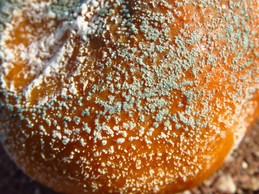 Dokumentasi Penicillium expansum — Fotografi